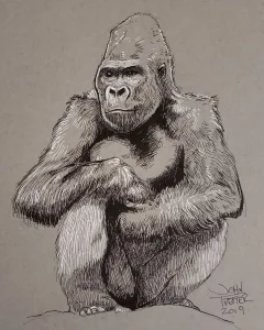 Charlie the gorilla sitting on his favorite rock in ink and gelpen on gray toned paper.