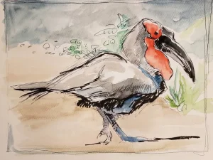 Southern Ground Hornbill study in ink and watercolor in notebook.