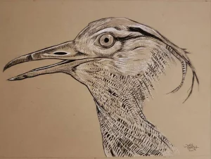Kori Bustard portrait in ink and white gel pen on toned paper.