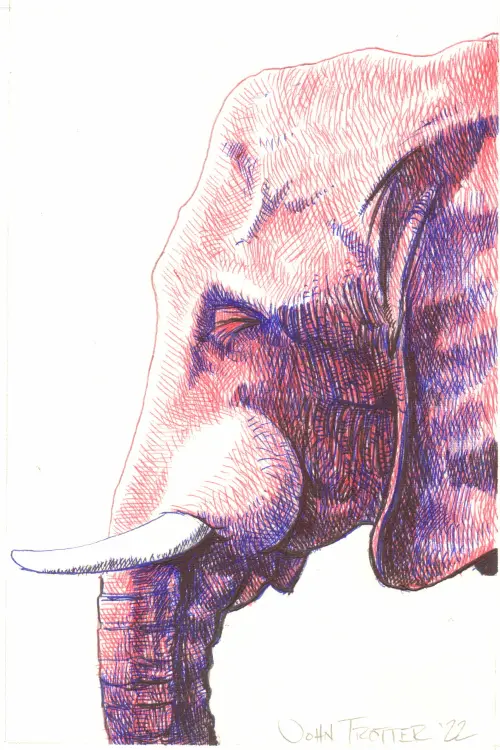 Elephant portrait in red, blue, and black ballpoint pens with crosshatching.