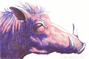 Warthog portrait in red, blue, and black ballpoint pens with crosshatching.