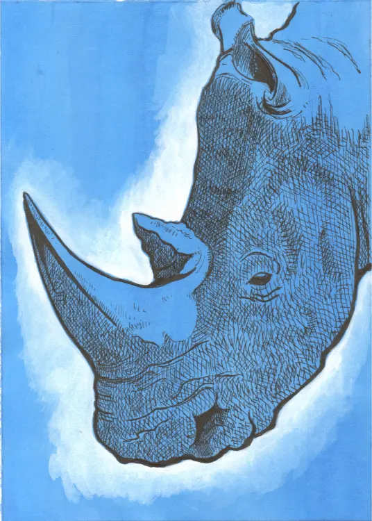 Rhino portrait in pen & ink with white gouache highlights on blue ink was background.