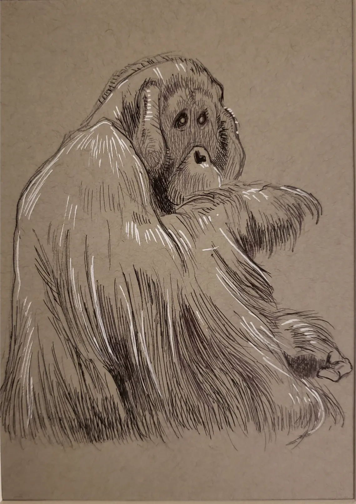Male orangutan in pen & ink with white gel pen highlights on toned paper.
