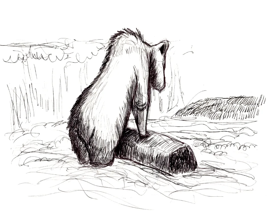 Ballpoint sketch of a bear propped on a rock in a waterfall looking for salmon.