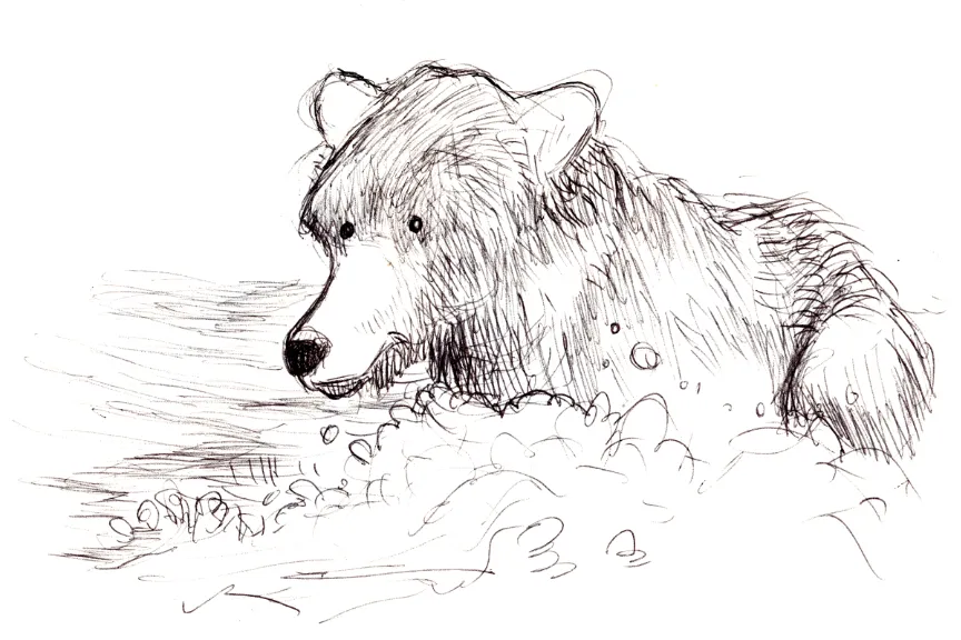 Ballpoint sketch of a grizzly submerged in rushing water.