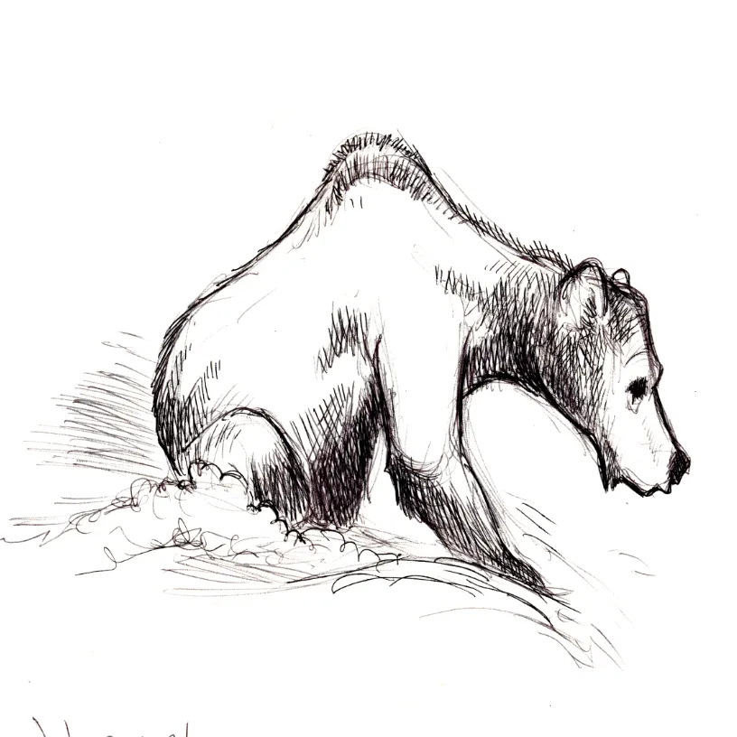 Ballpoint sketch of a bear looking over a fall waiting for a salmon to jump up.