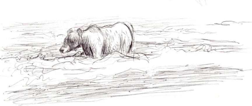 Ballpoint sketch of a bear in the stream looking for fish.