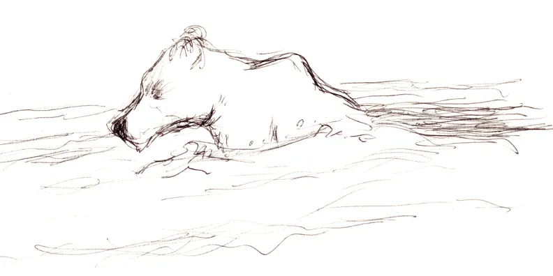 Ballpoint sketch of a bear looking closely at the water appearing to squint.