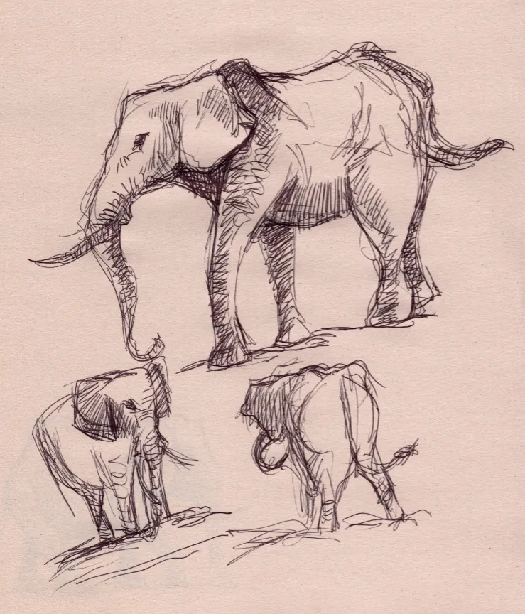 Ballpoint sketches of elephants on newsprint.
